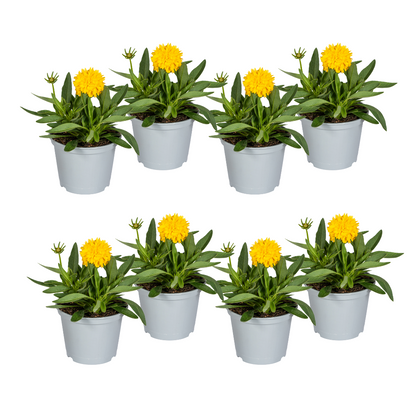 8x Großblumiges Mädchenauge  Ø13cm - ↕25 - 35cm