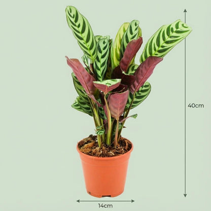 Ctenathe Burle-Marxii - Ø 14 cm - Höhe: 35 - 40 cm