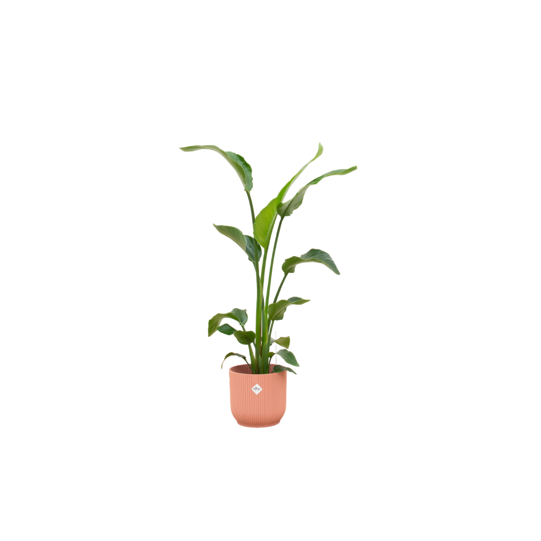 Strelitzia Nicolai 120cm mit Topf – Weißer Paradiesvogel für Ihr Zuhause