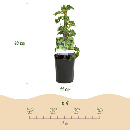 Kletterpflanze - Hedera helix - Blätter grün - Immergrün - 2 Pflanzen - Topf 11cm Höhe 40cm