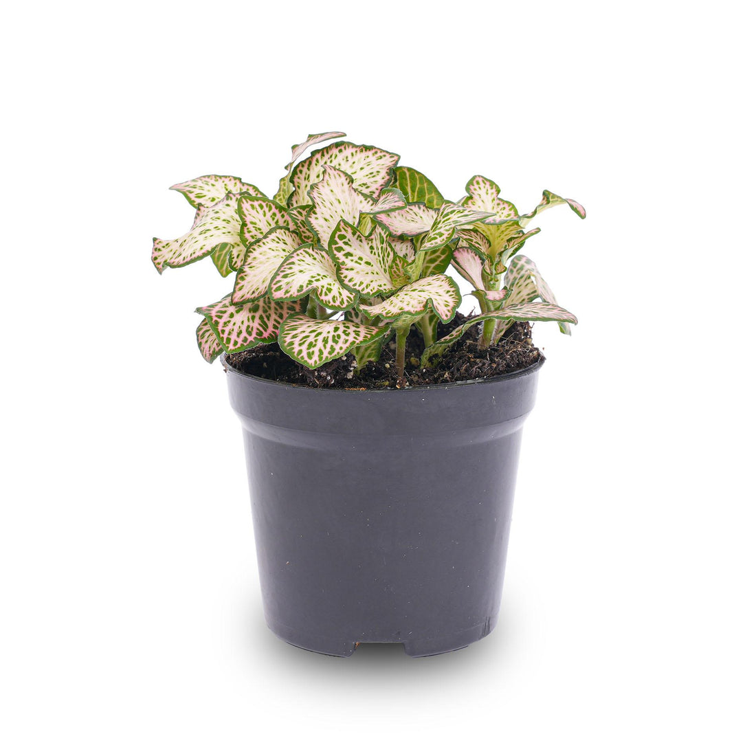 Fittonia Pink Tiger Rosa, weiße und grüne Mosaikpflanze Topf 8cm
