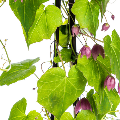 4x Purpur-Glockenwinde Rhodochiton Purple Bells Ø13 cm - ↕60 cm