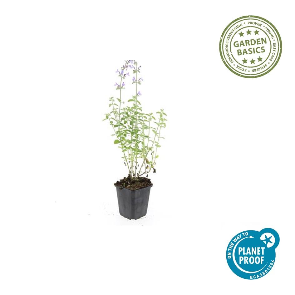 24x Nepeta ‘Walker’s Low’ – Katzenminze mit violettblauen Blüten – Höhe 10–25 cm – Ø 9 cm