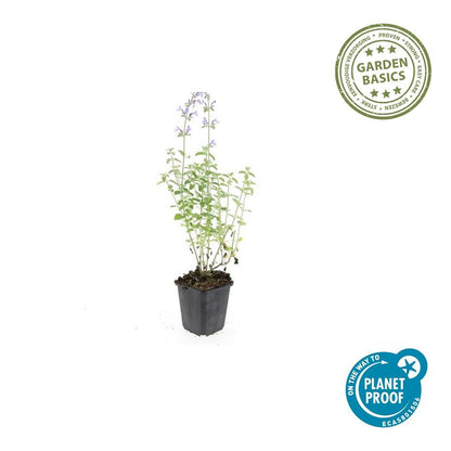 24x Nepeta ‘Walker’s Low’ – Katzenminze mit violettblauen Blüten – Höhe 10–25 cm – Ø 9 cm