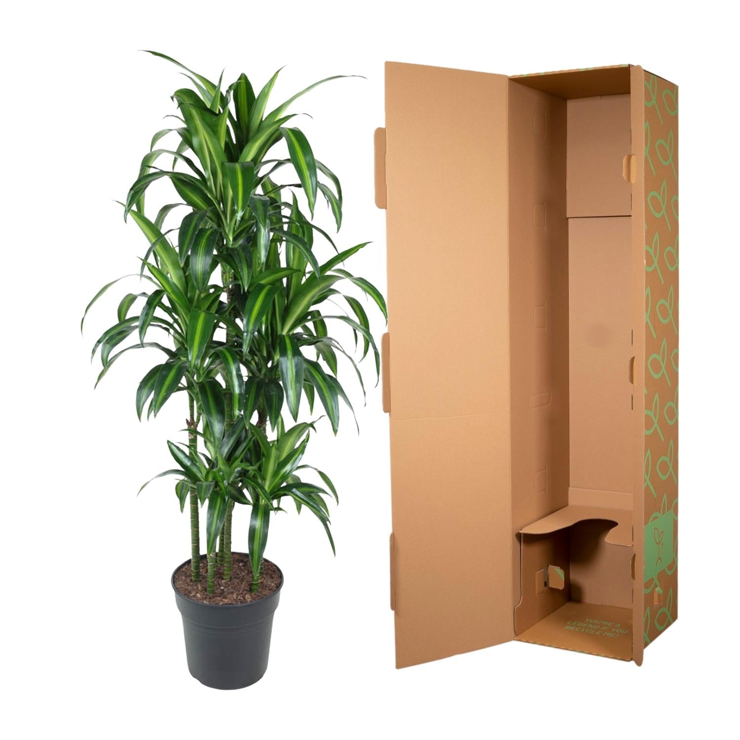 Dracaena Hawaiiana – Exotische Zimmerpflanze mit tropischem Flair