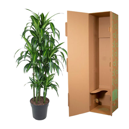 Dracaena Hawaiiana – Exotische Zimmerpflanze mit tropischem Flair