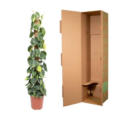 Philodendron scandens ‘Brasil’ | Herzblatt-Philodendron – Bunte Kletter- &amp; Hängepflanze