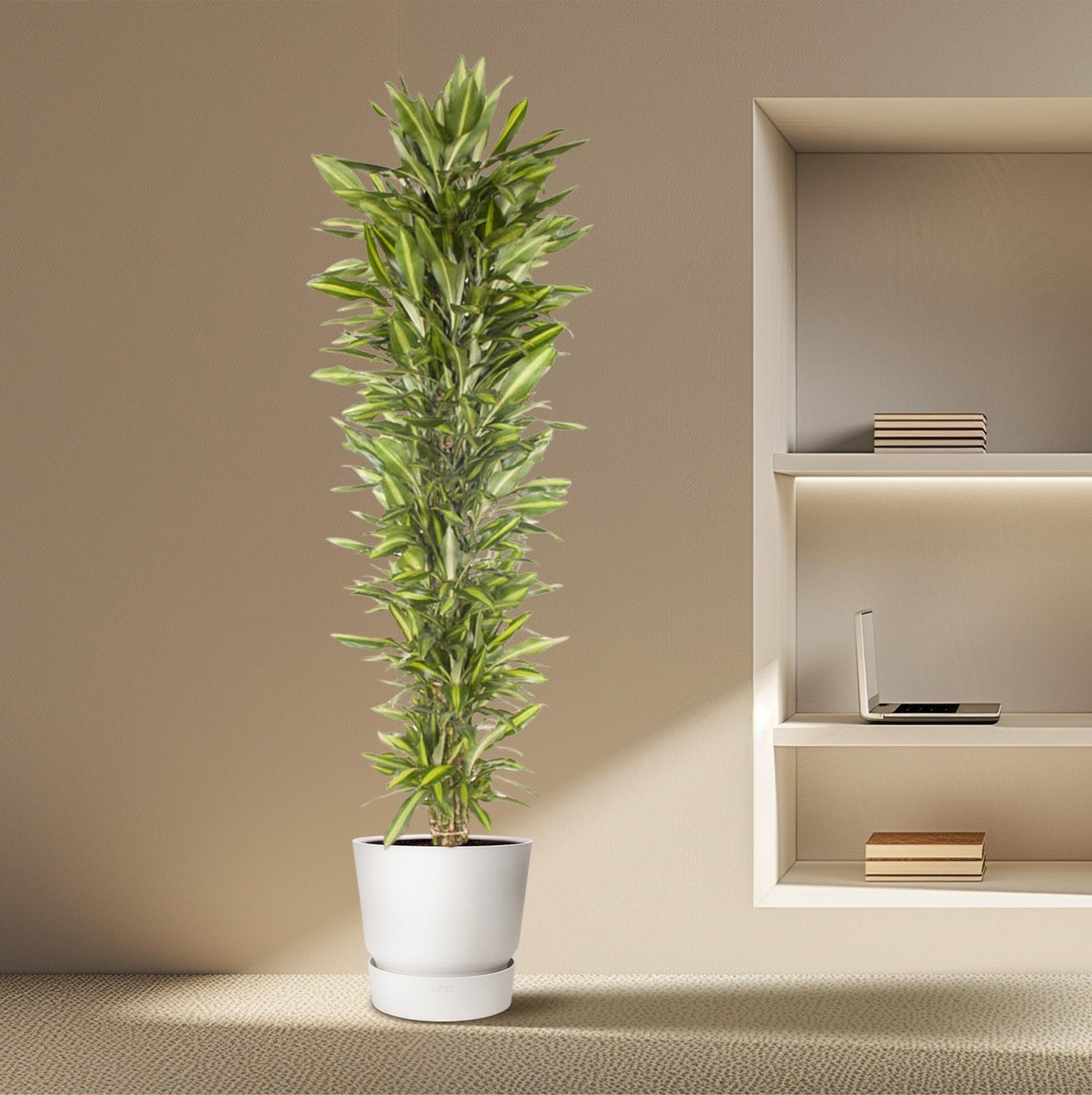 Dracaena Cintho – Pflegeleichte Zimmerpflanze mit exotischem Flair