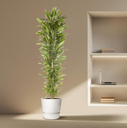 Dracaena Cintho – Pflegeleichte Zimmerpflanze mit exotischem Flair