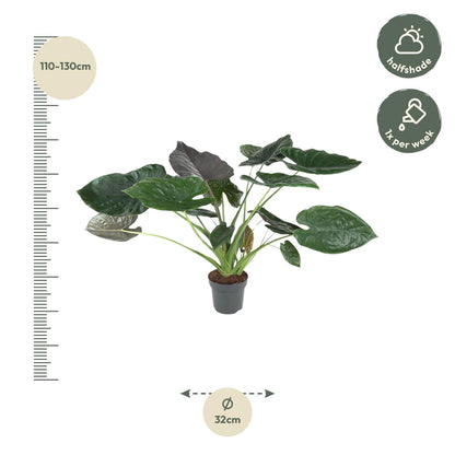 Alocasia Wentii 120 cm | Tropische Zimmerpflanze im XL-Format