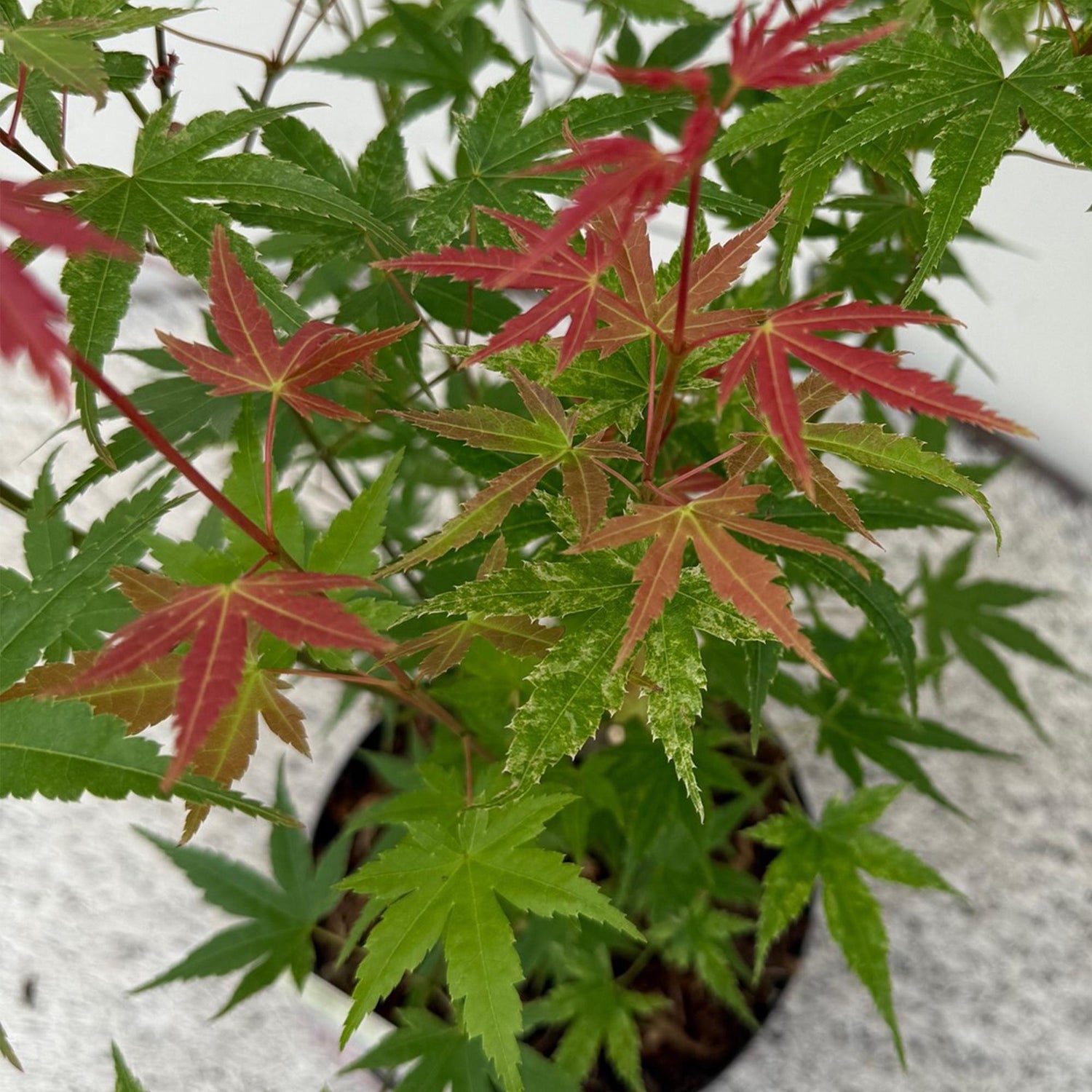 Japanischer Ahorn - Acer palmatum Phoenix - Rosa - 1 Pflanze - Laubabwerfend - Topf 19cm Höhe 70cm