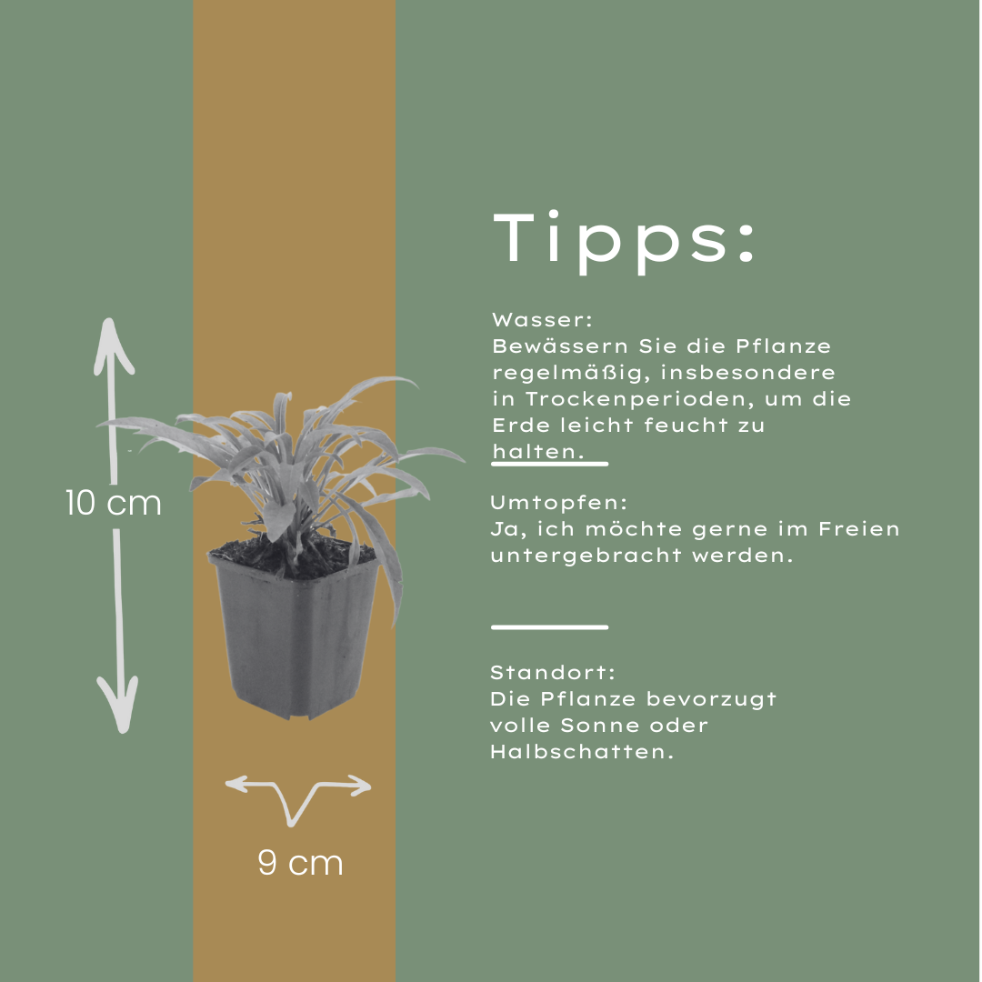 6x Campanula pers. &