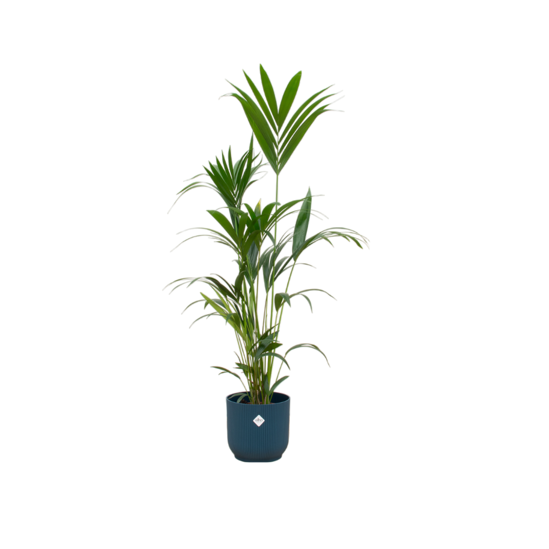 Kentia-Palme 160cm mit Topf – Elegante Zimmerpalme für stilvolles Grün