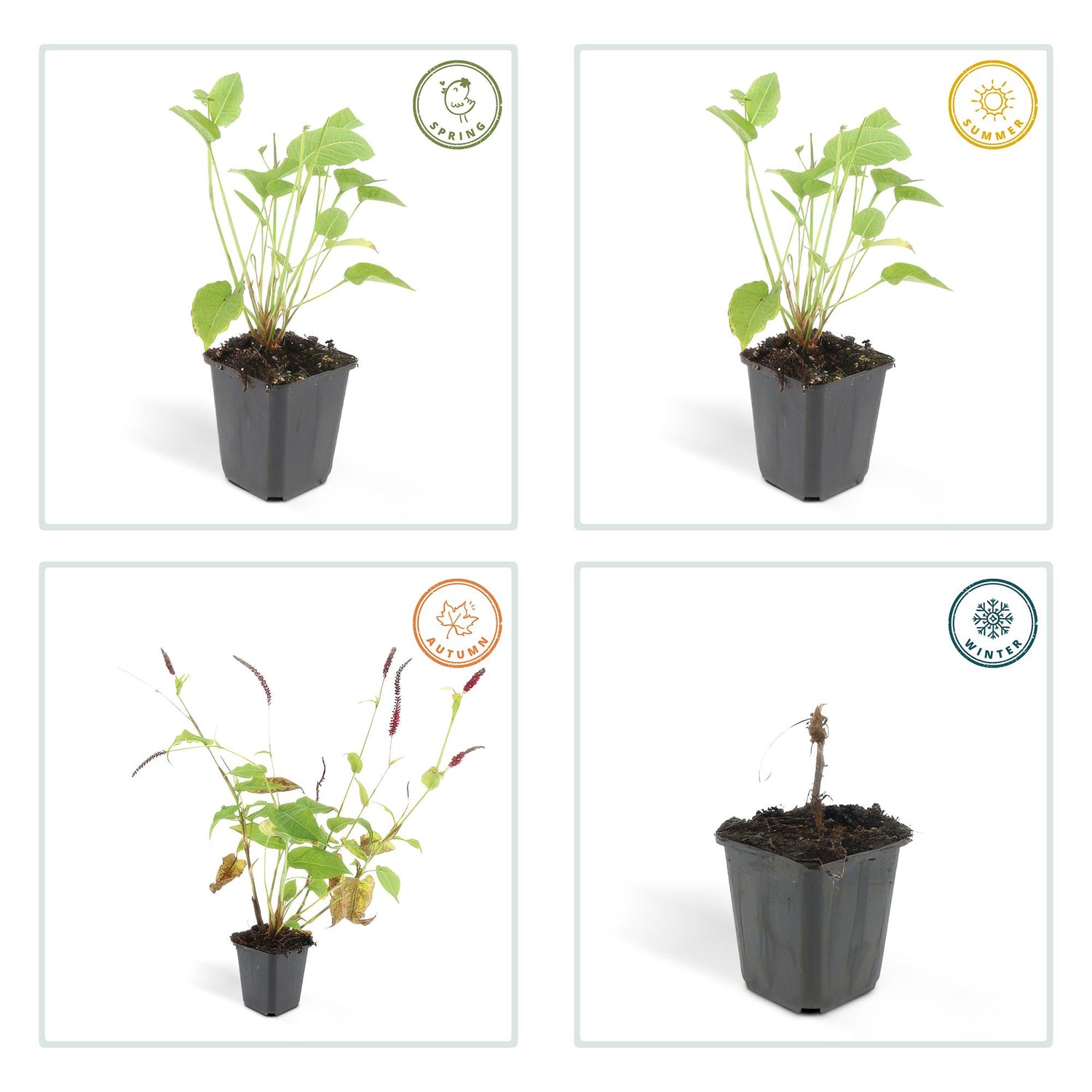 Persicaria amplexicaulis – 24 Pflanzen Ø 9 cm ↕ 10–25 cm – Kerzenknöterich | Blütenstarke Staude für Sonne &amp; Halbschatten