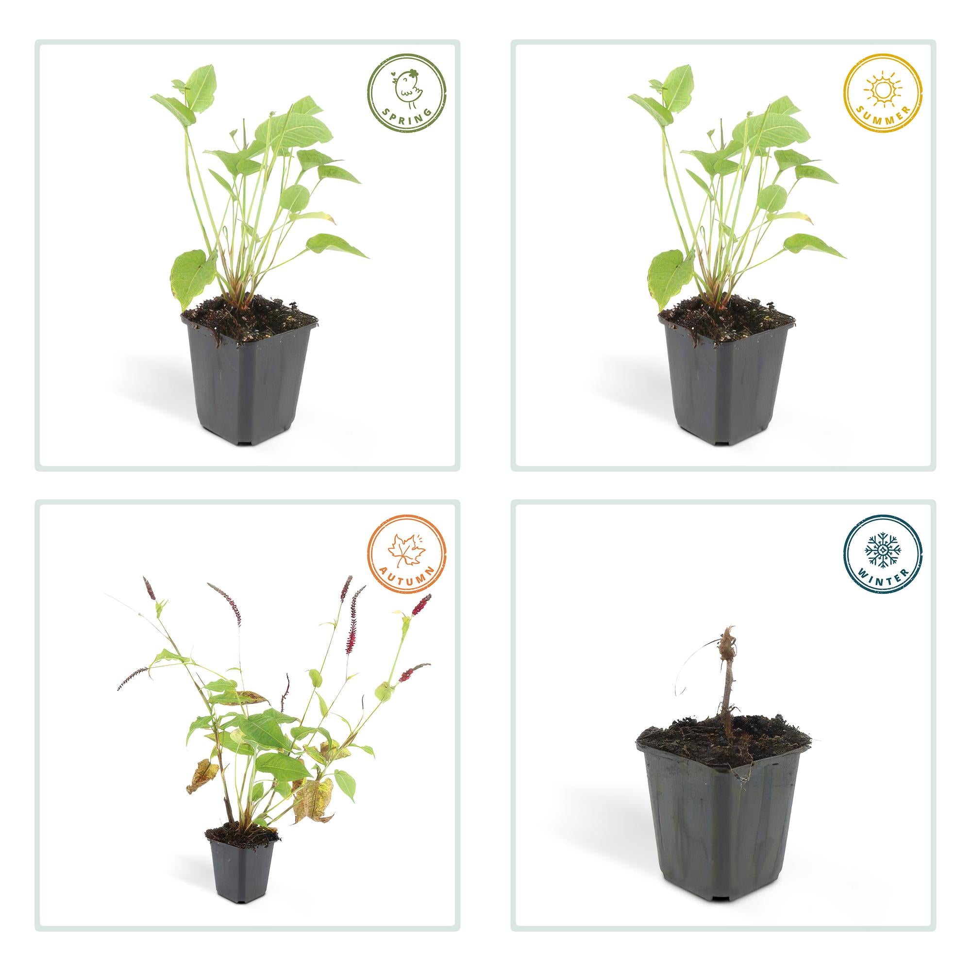 Persicaria amplexicaulis – 24 Pflanzen Ø 9 cm ↕ 10–25 cm – Kerzenknöterich | Blütenstarke Staude für Sonne &amp; Halbschatten