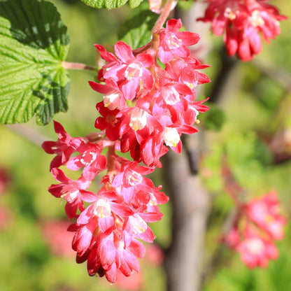 Ribes sanguineum Kind Edward - Blüte Rot - 1 Pflanze - Laubabwerfend - Wenig Pflegeaufwand - Topf 17cm Höhe 45cm