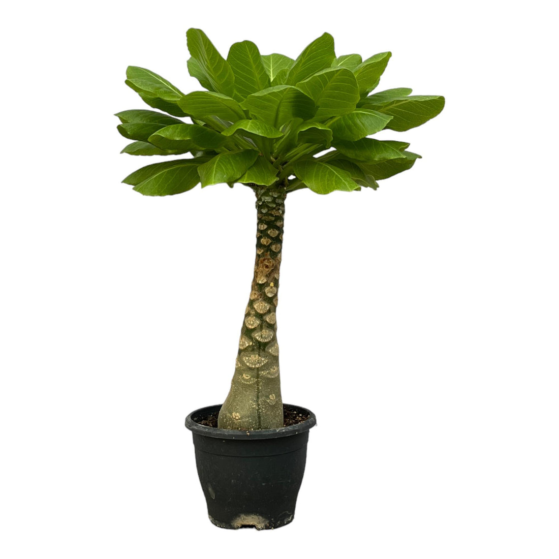 Hawaii-Palme Birghamia Insignis - 25 cm - Ø12cm