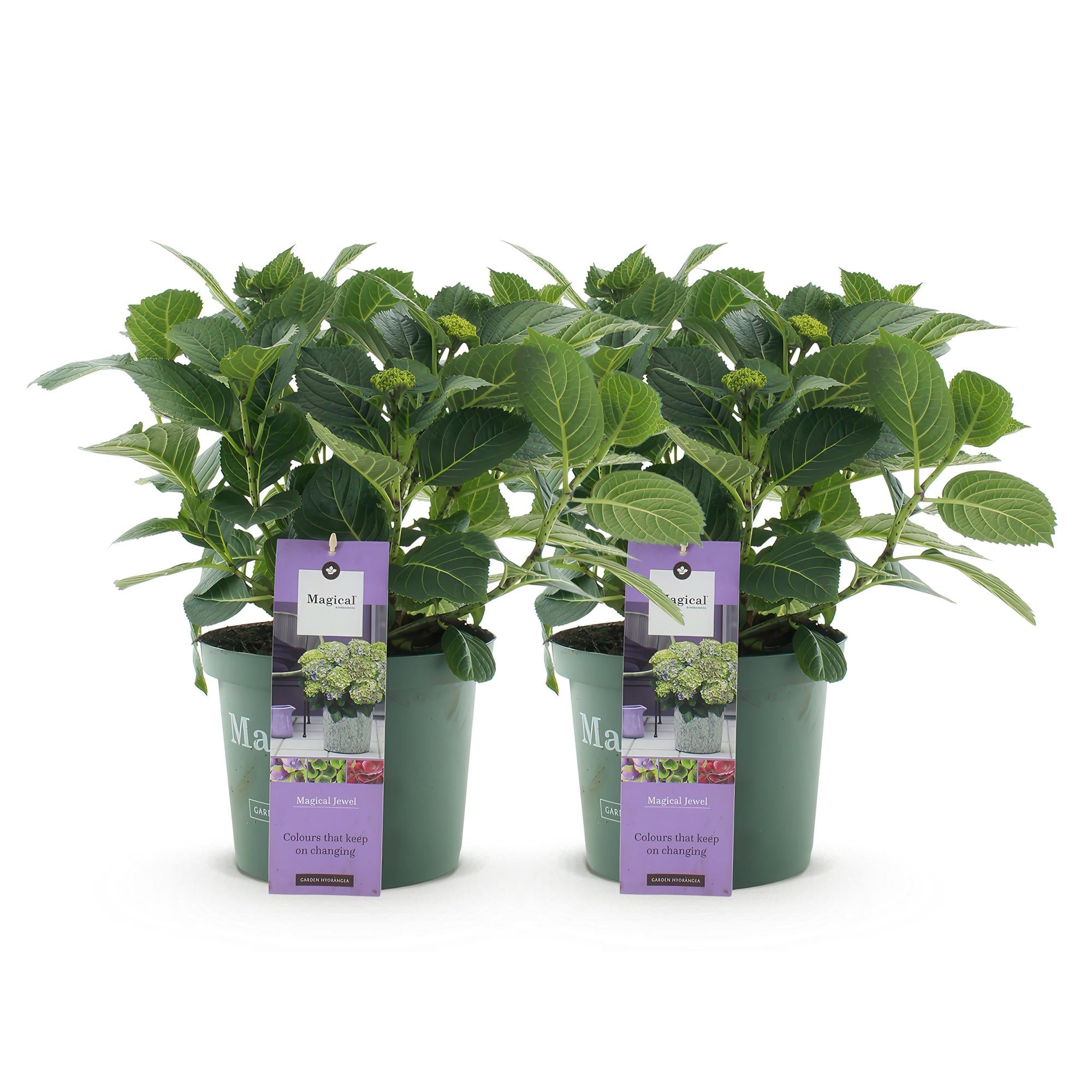 Balkon-Hortensie Blau – 2 Pflanzen – 6–10 Blüten – Ø23 cm Topf – Höhe ca. 55 cm