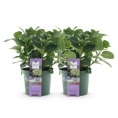 Balkon-Hortensie Blau – 2 Pflanzen – 6–10 Blüten – Ø23 cm Topf – Höhe ca. 55 cm