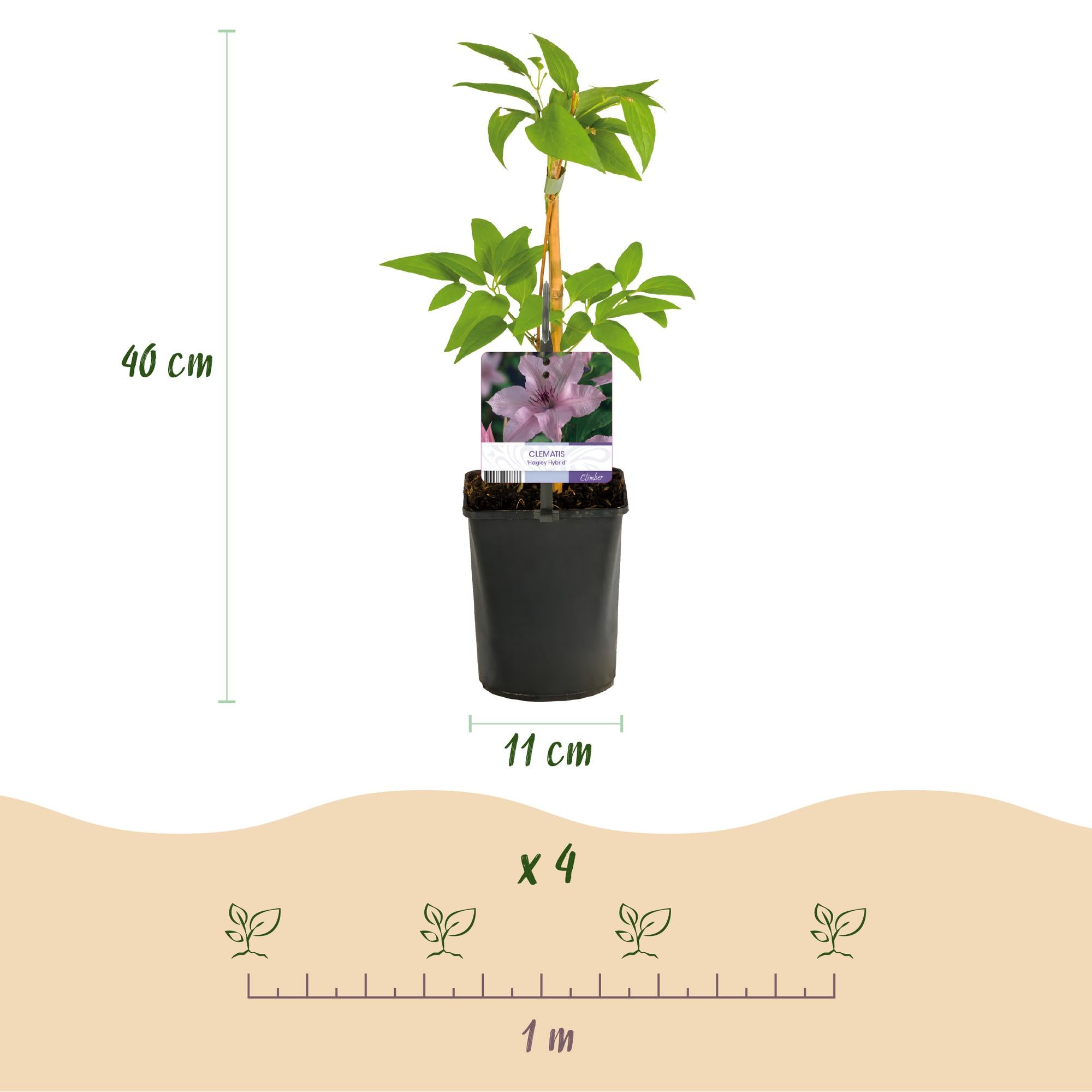 Clematis Hagley Hybrid - Blüte Rosa - Wenig Pflege - 2 Pflanzen - Topf 11cm Höhe 40cm