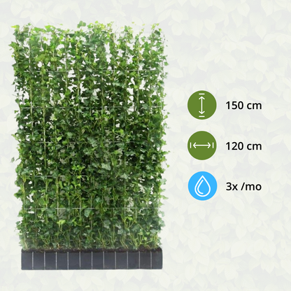 Hedera Hibernica - Efeu - Fertighecke - ↨150 cm