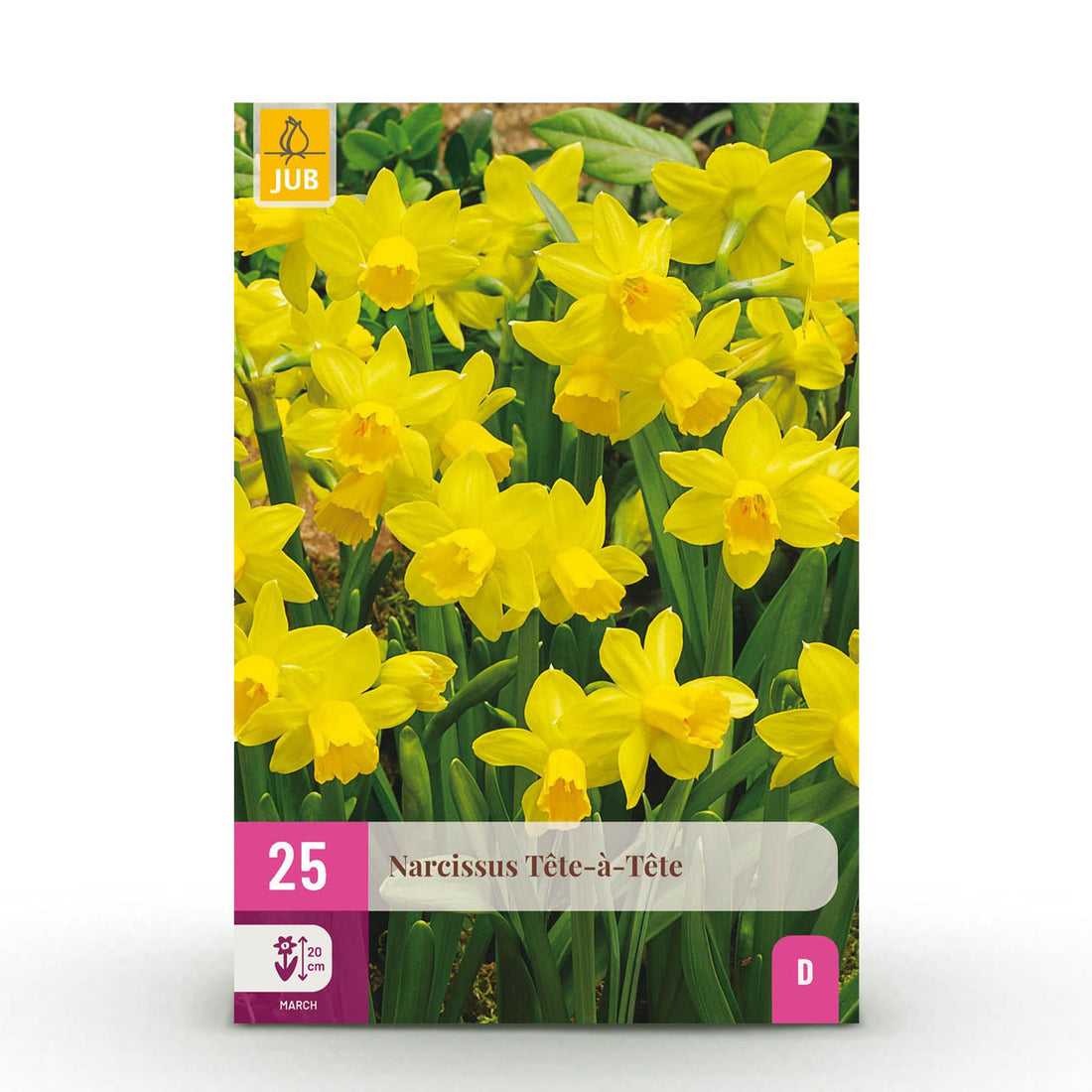 Blumenzwiebeln Narzisse Tete-A-Tete | 25 Stück Gelb – Zwiebelgröße 10/11 – XXL Pack
