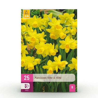 Blumenzwiebeln Narzisse Tete-A-Tete | 25 Stück Gelb – Zwiebelgröße 10/11 – XXL Pack