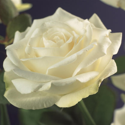 Kletterrose - Rose White Climber - Blüte Weiß - Wenig Pflege - 2 Pflanzen - Topf 11cm Höhe 40cm