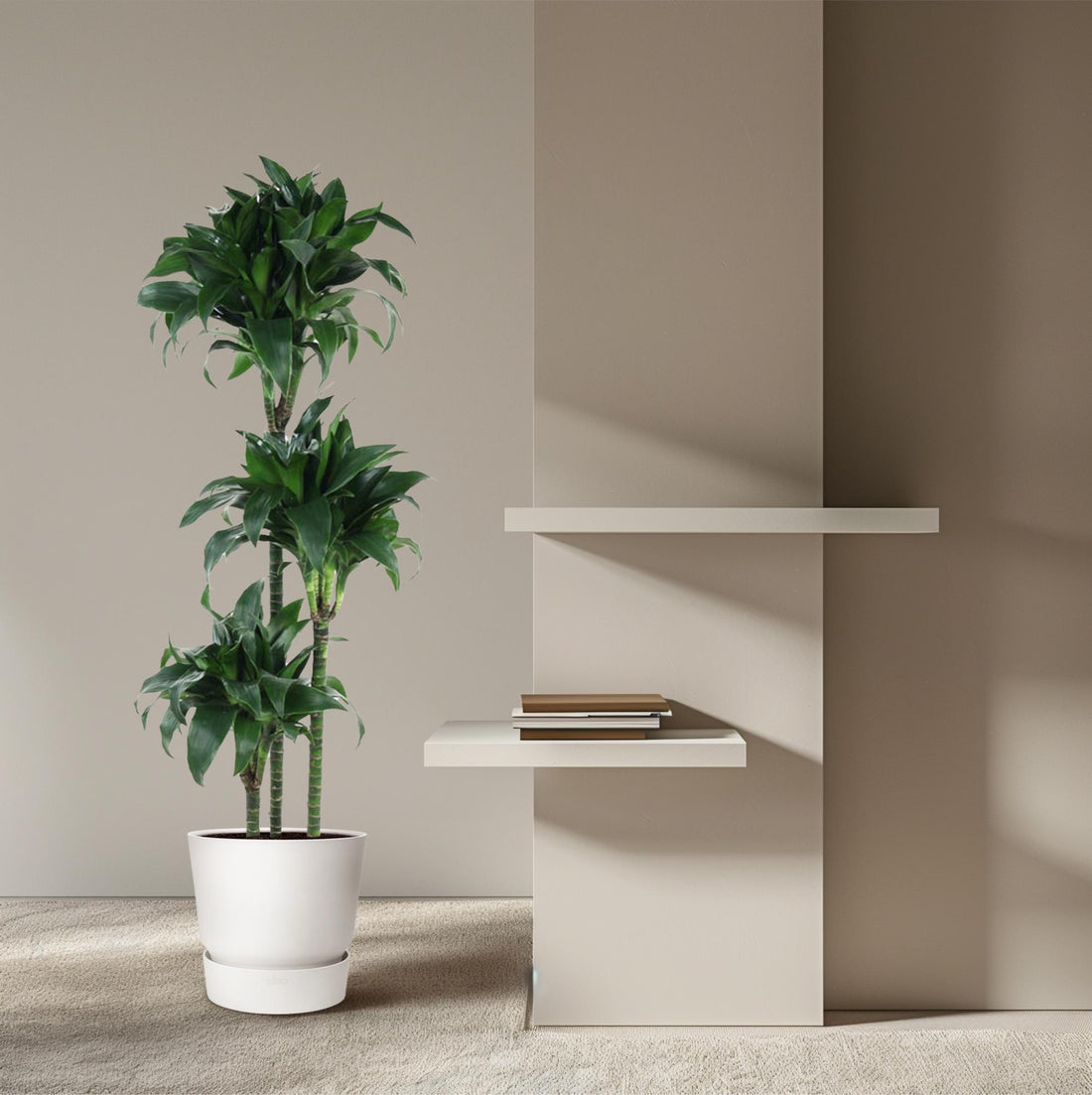 Dracaena Tatuade 140 cm – Pflegeleicht &amp; luftreinigend
