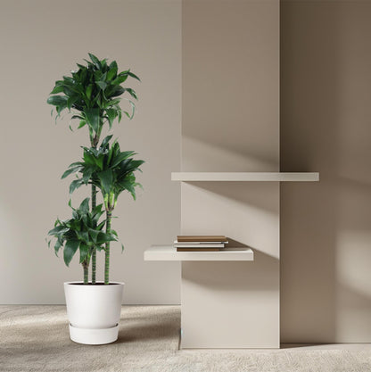 Dracaena Tatuade 140 cm – Pflegeleicht &amp; luftreinigend