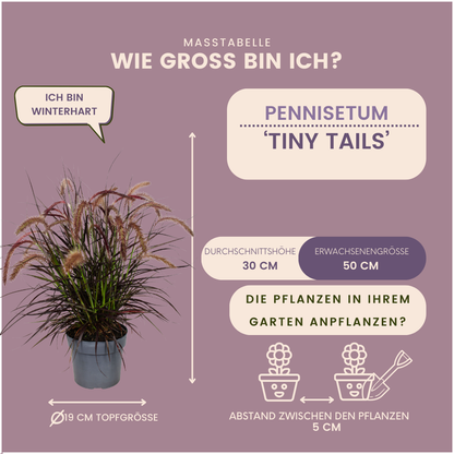 Pennisetum &