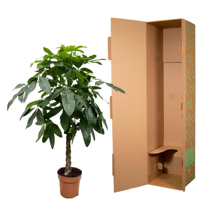 Pachira aquatica 170 cm | Glückskastanie im Ø27 cm