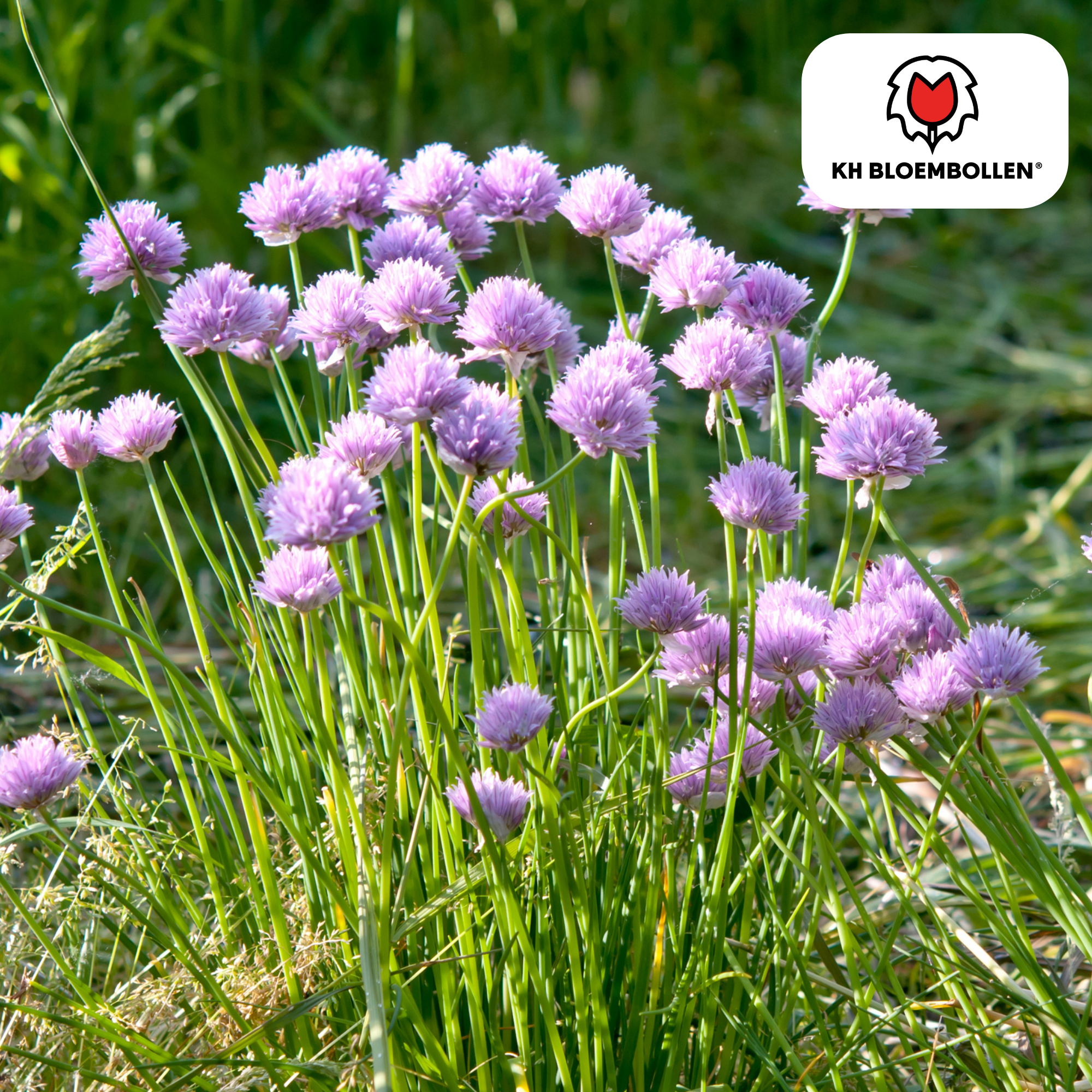 Allium carolinianum – 15 Stück | Zarter Kugel-Lauch für naturnahe Beete