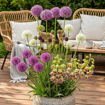 Blumenzwiebeln Allium Mix | 80 Stück Farbenmix – Geschenkverpackung – winterhart &amp; bienenfreundlich