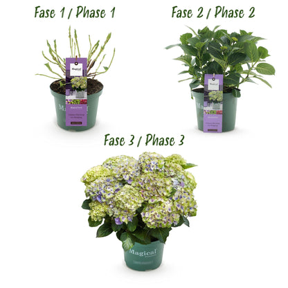 Balkon-Hortensie Blau – 2 Pflanzen – 6–10 Blüten – Ø23 cm Topf – Höhe ca. 55 cm