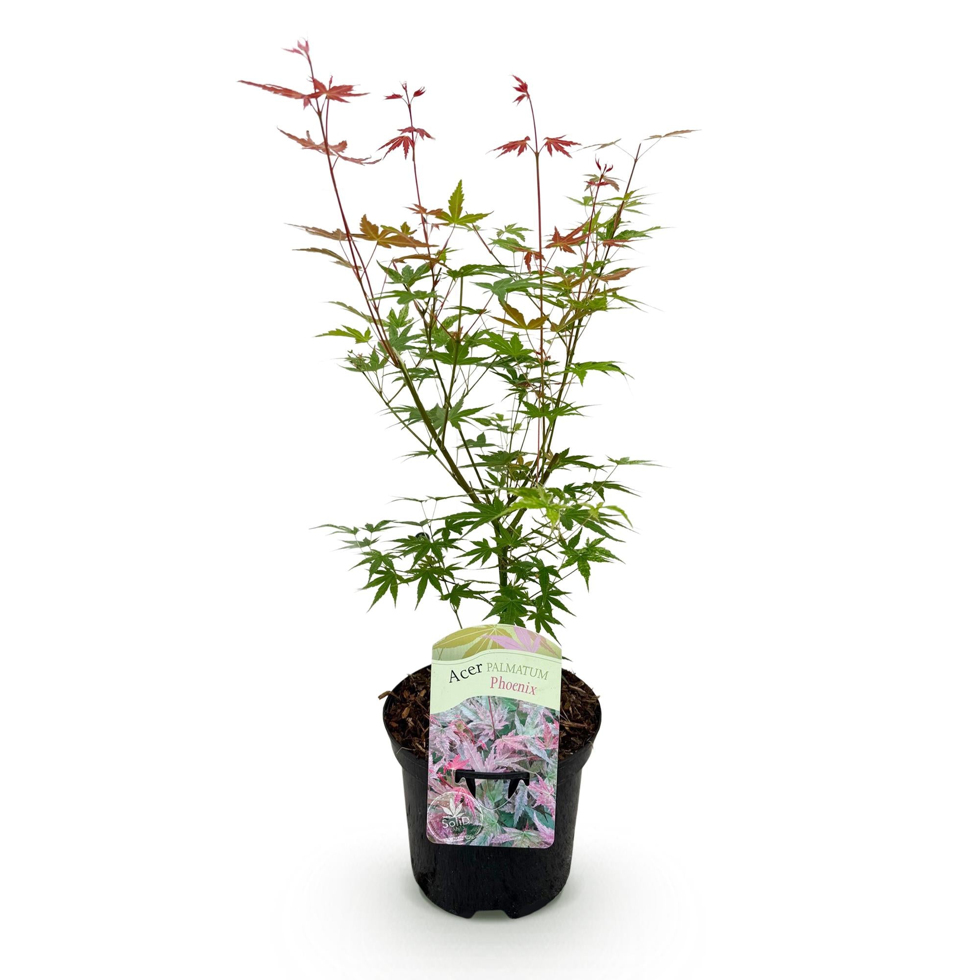 Japanischer Ahorn - Acer palmatum Phoenix - Rosa - 1 Pflanze - Laubabwerfend - Topf 19cm Höhe 70cm