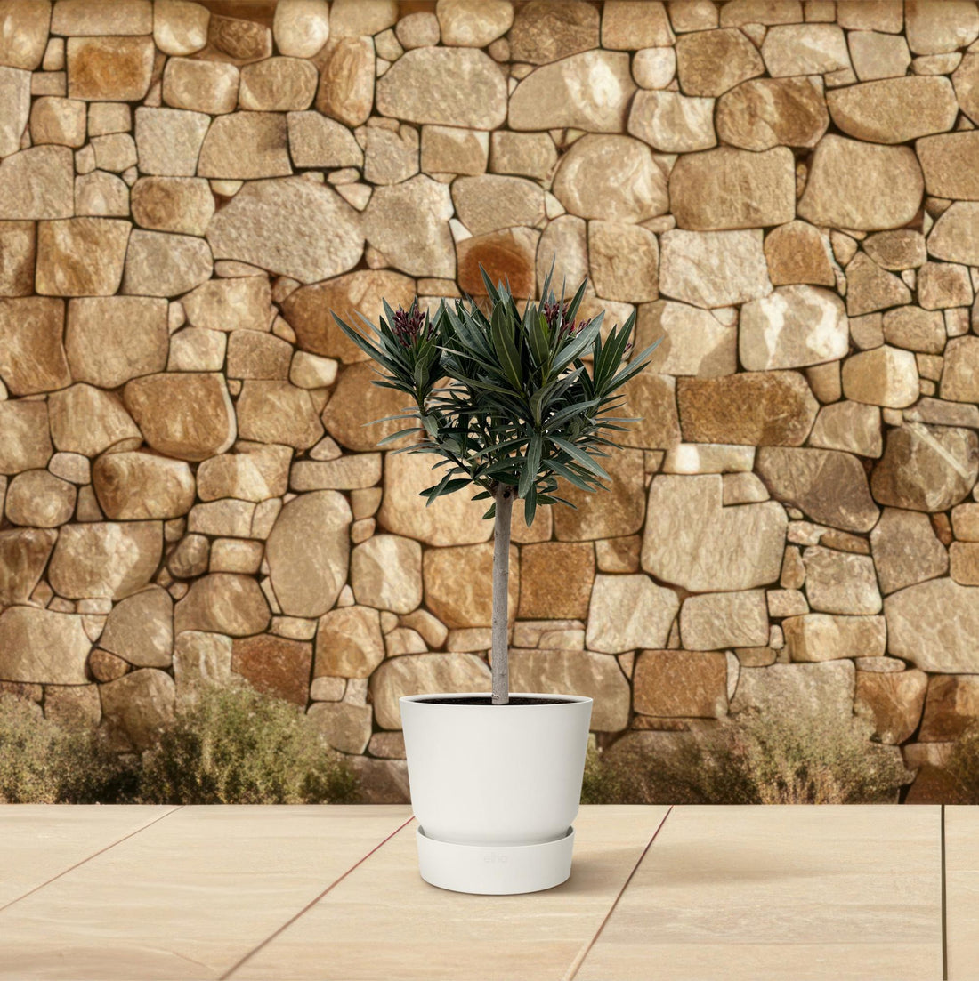 Oleander Hochstamm – Nerium Oleander – ca. 90 cm – Ø22 cm Topf – Immergrün &amp; Mediterran