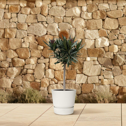 Oleander Hochstamm – Nerium Oleander – ca. 90 cm – Ø22 cm Topf – Immergrün &amp; Mediterran