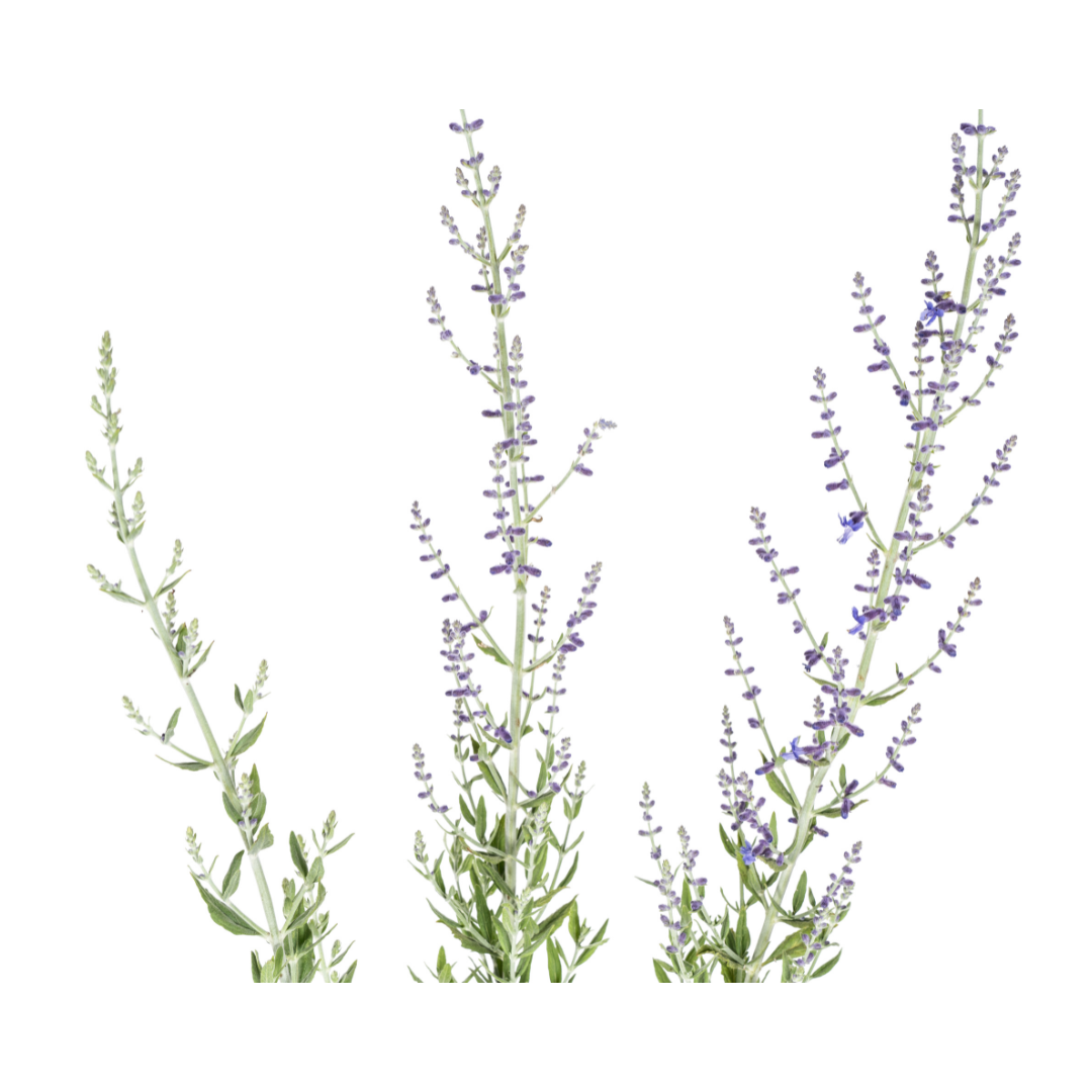 Blauraute – Perovskia atriplicifolia – Intensives Blau – Bienenfreundlich &amp; Pflegeleicht – Ø19 cm – Höhe 50–60 cm