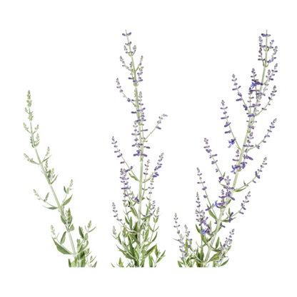 Blauraute – Perovskia atriplicifolia – Intensives Blau – Bienenfreundlich &amp; Pflegeleicht – Ø19 cm – Höhe 50–60 cm