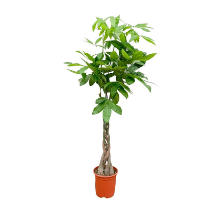 Pachira aquatica 140 cm | Glückskastanie im Ø27 cm