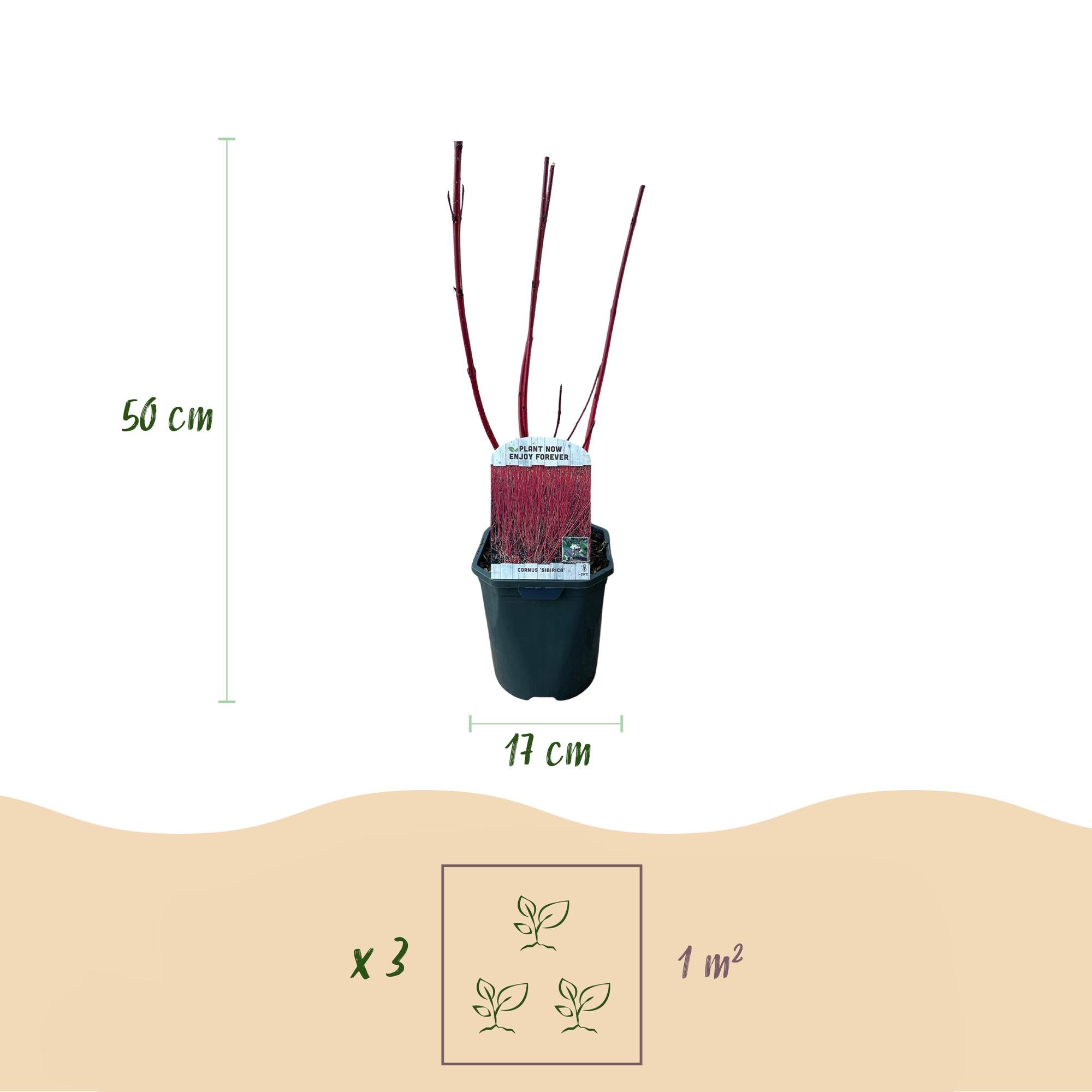 Cornus sibirica - Rote Zweige - 1 Pflanze - Laubabwerfend - Wenig Pflege - Topf 17cm Höhe 45cm