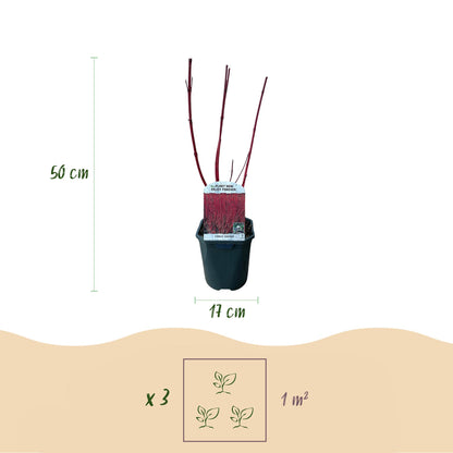 Cornus sibirica - Rote Zweige - 1 Pflanze - Laubabwerfend - Wenig Pflege - Topf 17cm Höhe 45cm