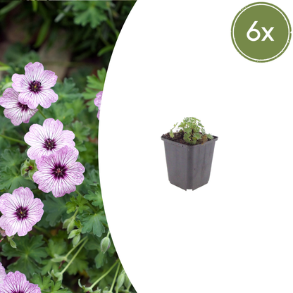 6x Geranium cin. &