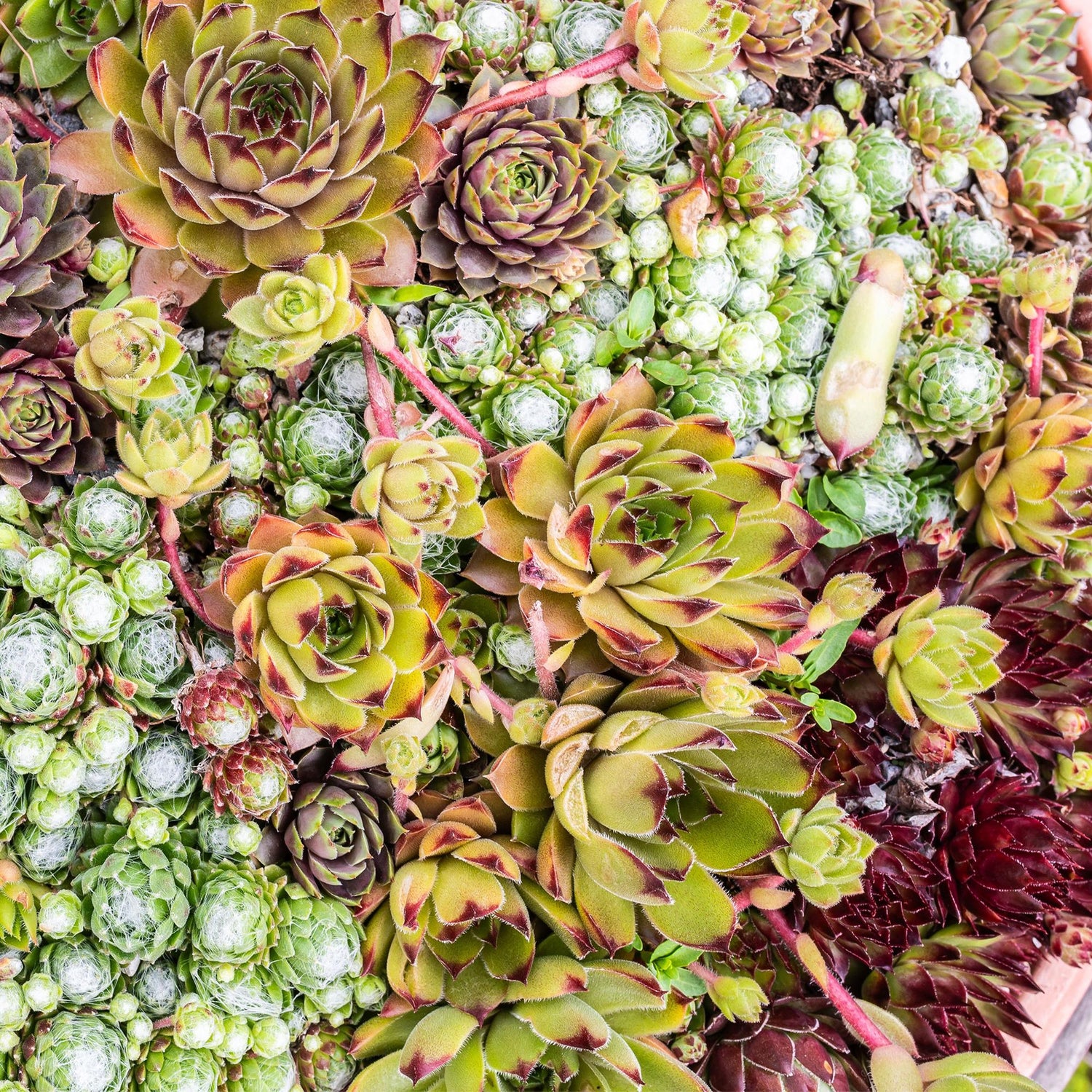Sempervivum Big Sam – 8x winterharte Bodendecker