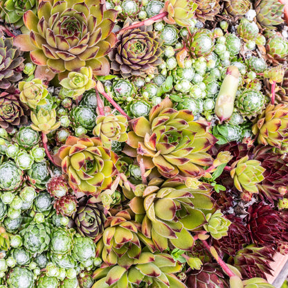 Sempervivum Big Sam – 8x winterharte Bodendecker
