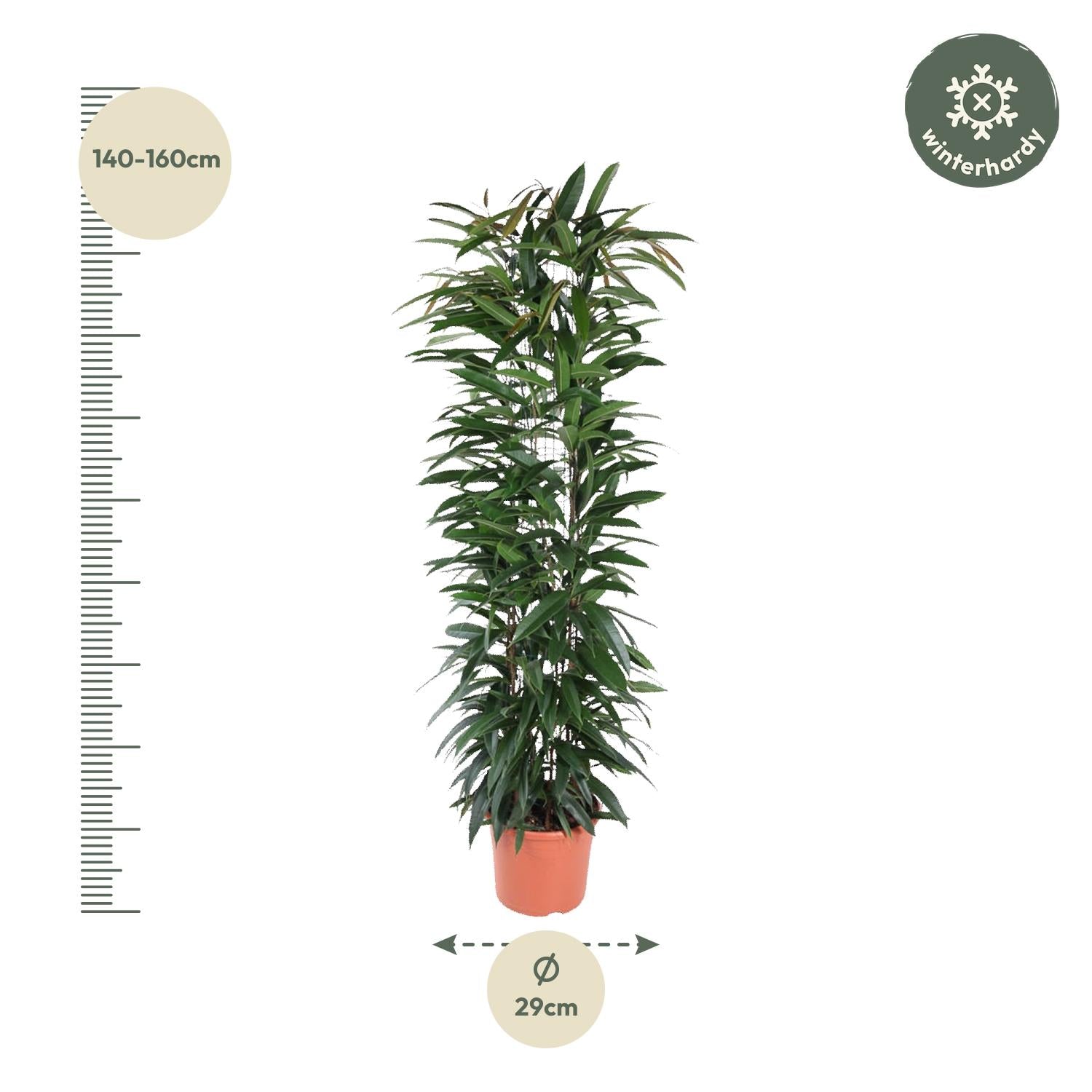 Ficus Alii King – Elegante Bananenpflanze für Innenräume