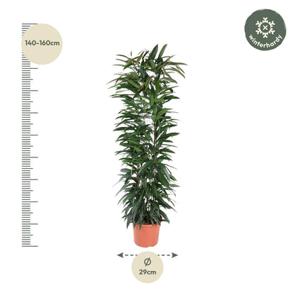 Ficus Alii King – Elegante Bananenpflanze für Innenräume