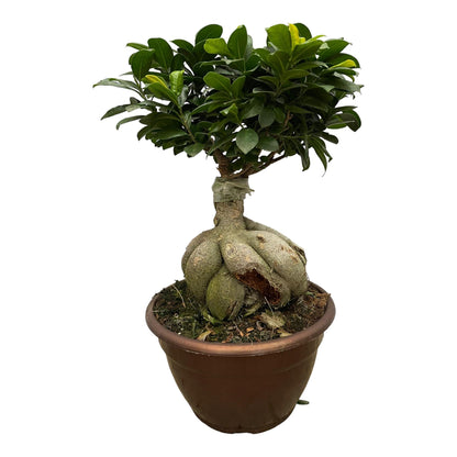Ficus Microcarpa Ginseng – Eleganter Bonsai für Innenräume