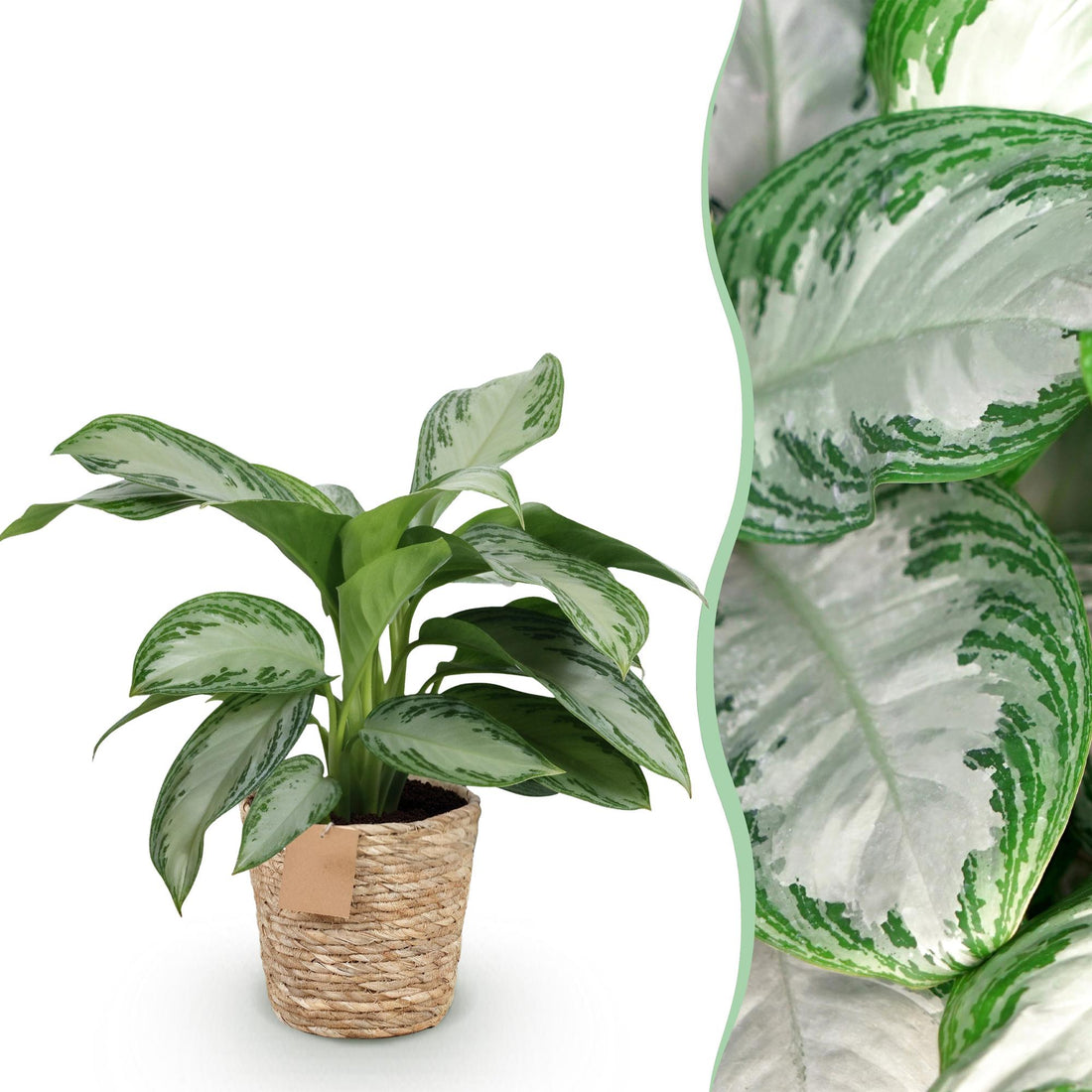 Aglaonema Silver Bay - Silberblatt mit Korb - Höhe 70-75cm